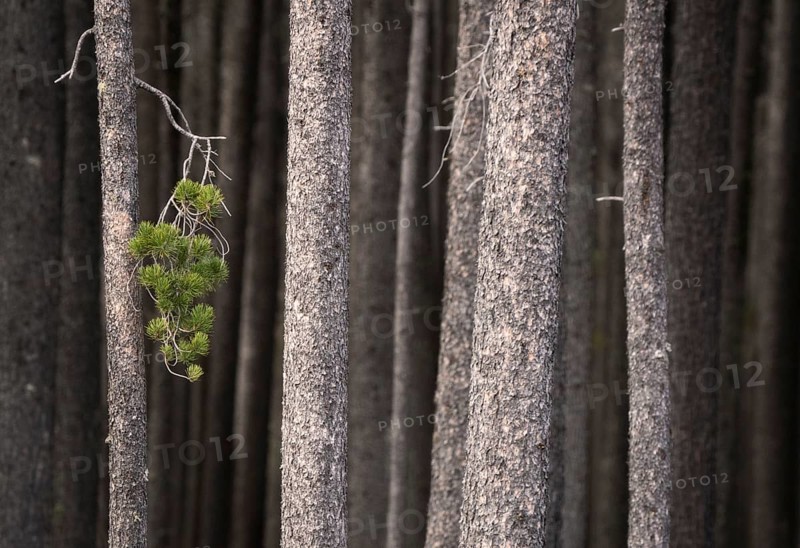 Pine Forest Cypress Hills Interprovincial Park Saskatchewan Alberta