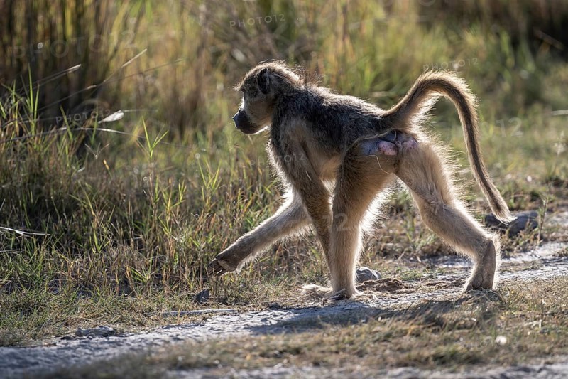 Bear baboon or chacma (Papio ursinus), Moremi Game Reserve, Okavango Delta, Maun, Botswana, Africa