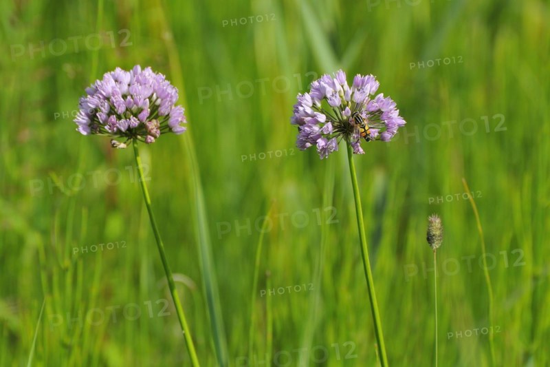 Wild chives, wild herbs