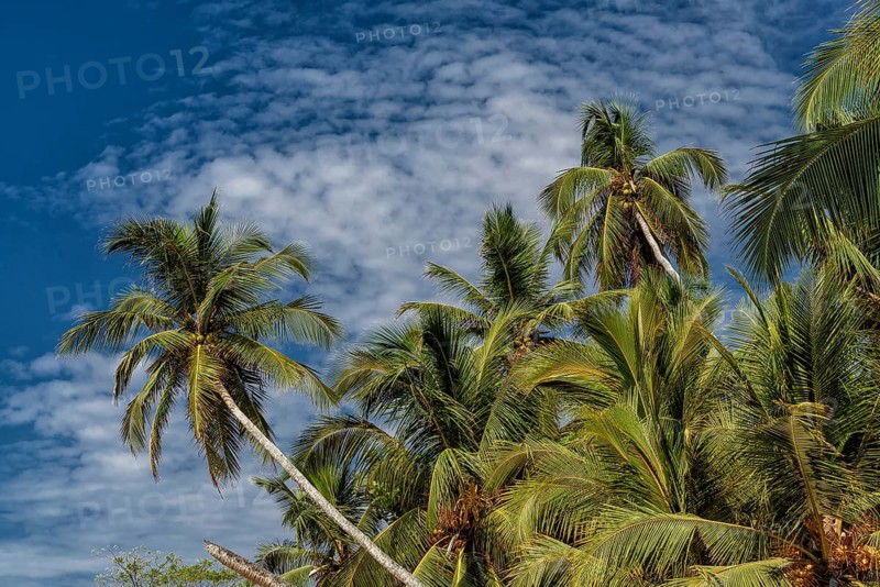 Palm beach