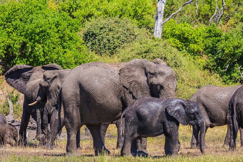 River Okavango, Botswana, Chobe National Park. The concept of exotic and active tourism. Large herd of African elephants at the watering, Africa