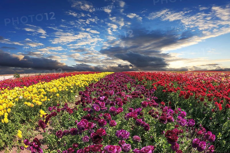 Spring wind farm on cultivation of buttercups - ranunculus garden. Large field of purple, yellow and red flowers