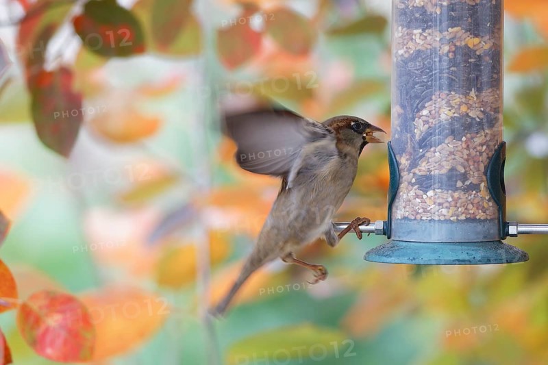 Sparrow eating seeds from a feeder. seasonal bird feeding. Bad Salzschlirf, Hessen, Germany, Europe