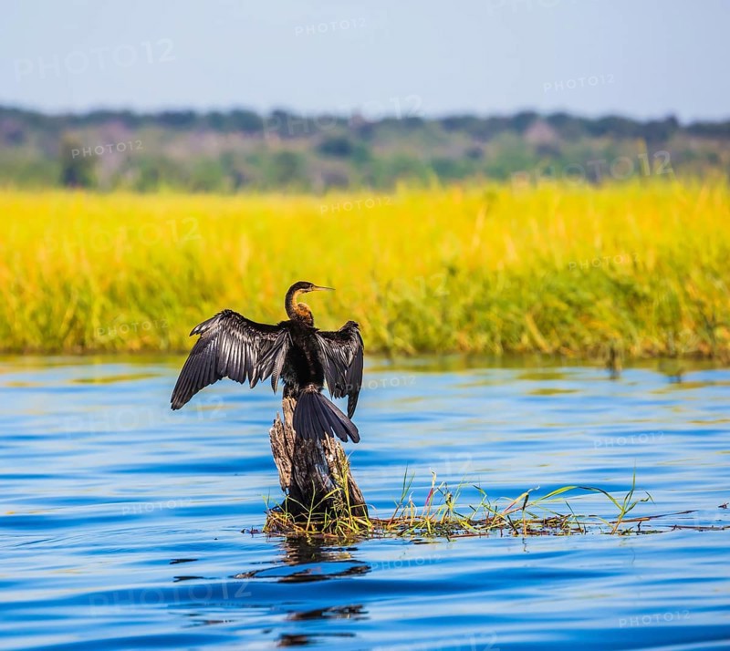 African cormorant dries its wings. Big Bird wings opened sitting on a tree among water. The concept of extreme and exotic tourism. Chobe National Park on the Zambezi River, Botswana, Africa