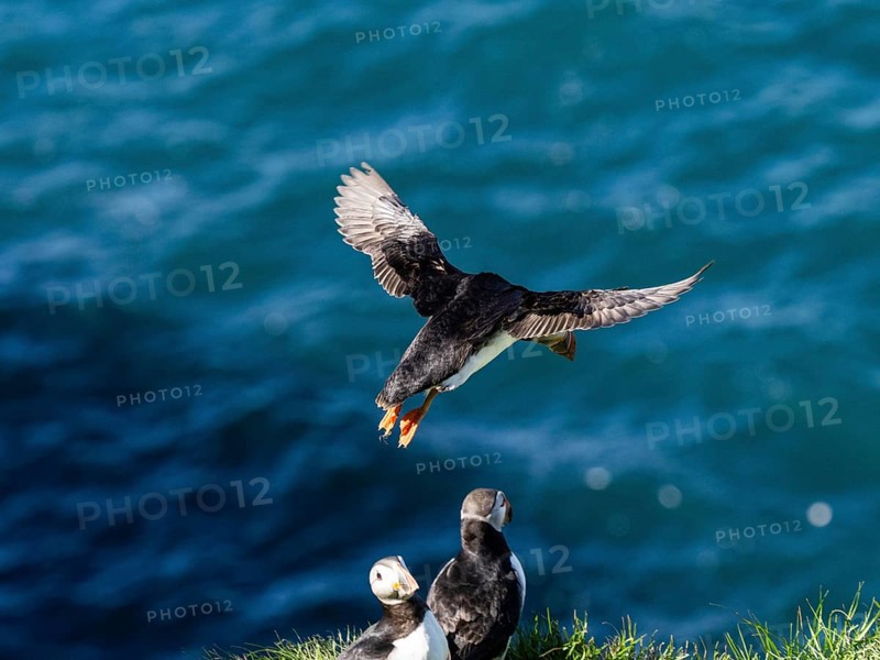 Puffin (Fratercula arctica) flying over the sea, near the Westman Islands, Iceland, Europe