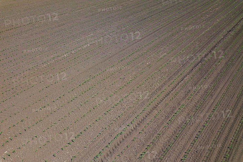 Aerial view of corn field. Top View spring corn field
