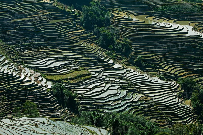 Rice field terrace, yunnan, china