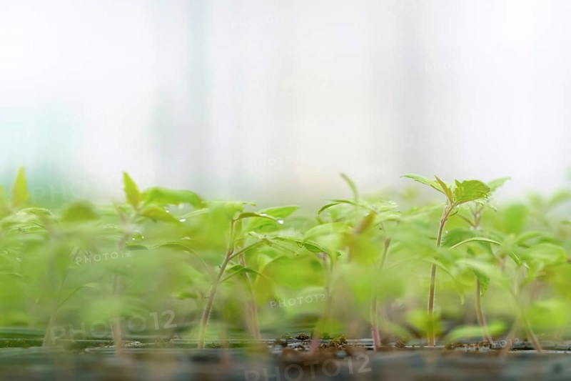 Sprouted Tomato. Potted Tomato Seedlings Green Leaves