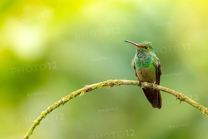 Rufous-tailed hummingbird (Amazilia tzacatl) resting on a branch, Manuel Antonio National Park, Costa Rica, Central America