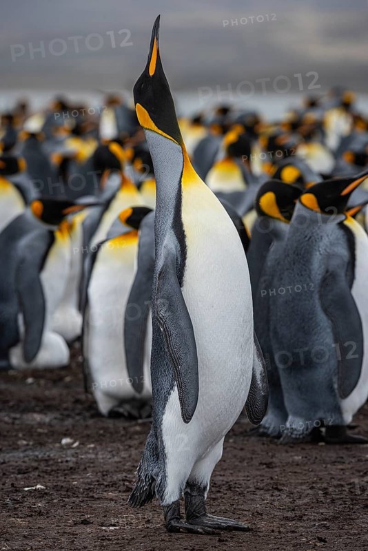 King Penguin (Aptenodytes patagonicus), trumpeting, Volunteer Point, Falkland Islands, Great Britain, South Atlantic, South America