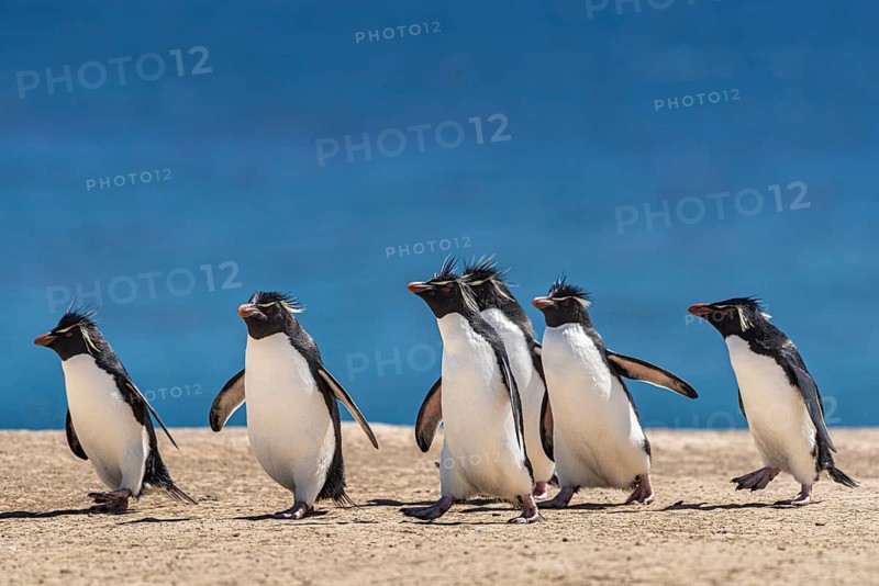Rockhopper penguins (Eudyptes chrysocome) on the way to their colony, Pebble Island, Falkland Islands, Great Britain, South Atlantic, South America