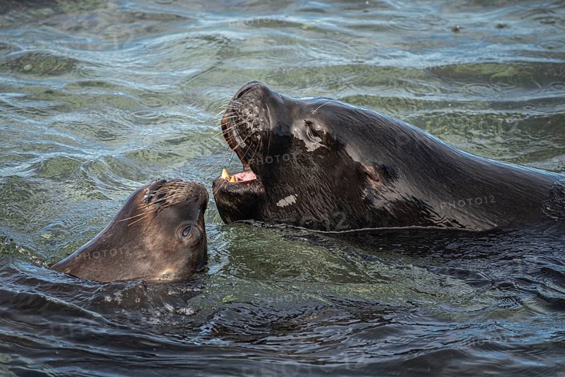 Male maned seals (Otaria flavescens) on a beach, Bleaker Island, Falkland Islands, Great Britain, South Atlantic, South America