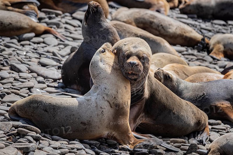 Maned seals (Otaria flavescens) showing readiness to mate, Bleaker Island, Falkland Islands, Great Britain, South Atlantic, South America