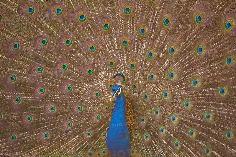 Peafowl in Ranthambhore national park, rajasthan, India, Asia