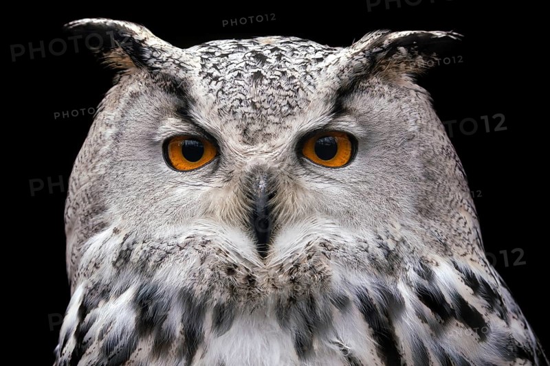 Siberian Eagle Owl on black background, Bubo bubo sibiricus