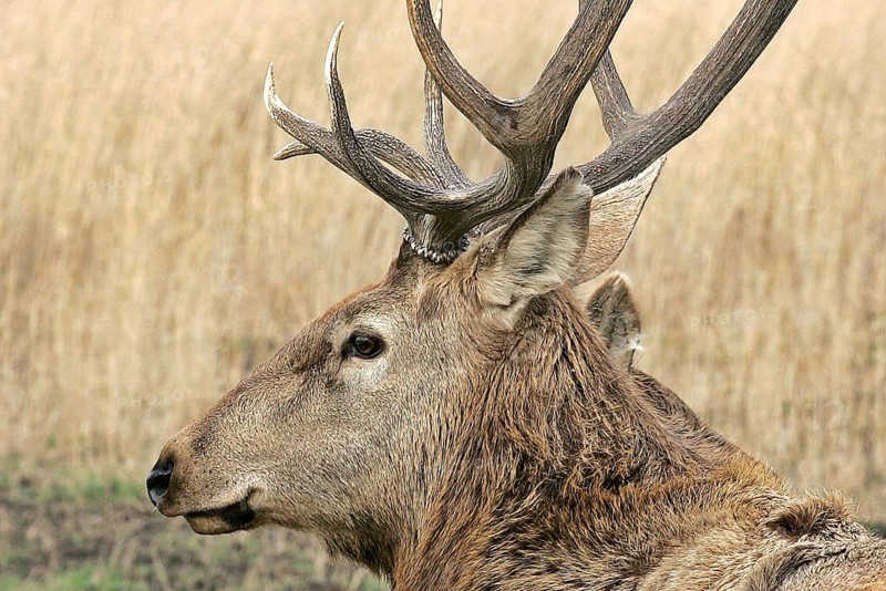 Deer