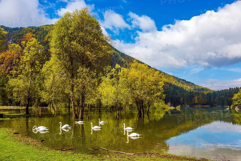 Lake Lago de Fusine. Laghi di Fusine, Tarvisio, Province of Udine. Magnificent lake in Northern Italy - Lago de Fusine. A lovely flock of white swans swims and reflects in the smooth water. Concept of ecological tourism