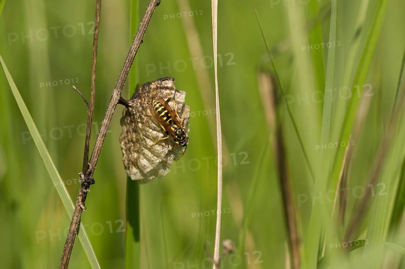 House field wasp (Polistes dominula)