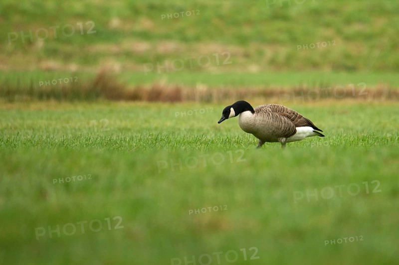 Canada goose foraging