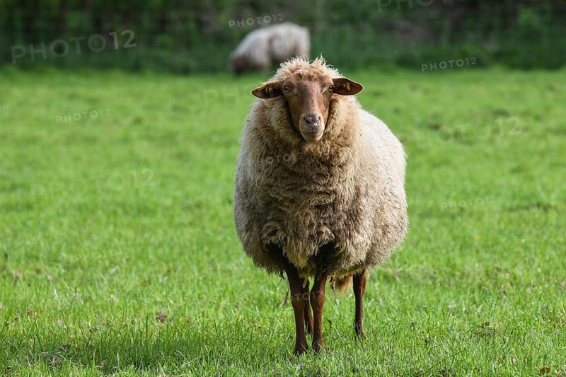 Coburg chestnut sheep on the pasture