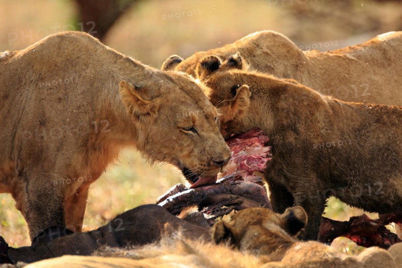 Pride of lions feeding on a buffalo