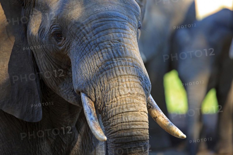 Elephant portrait