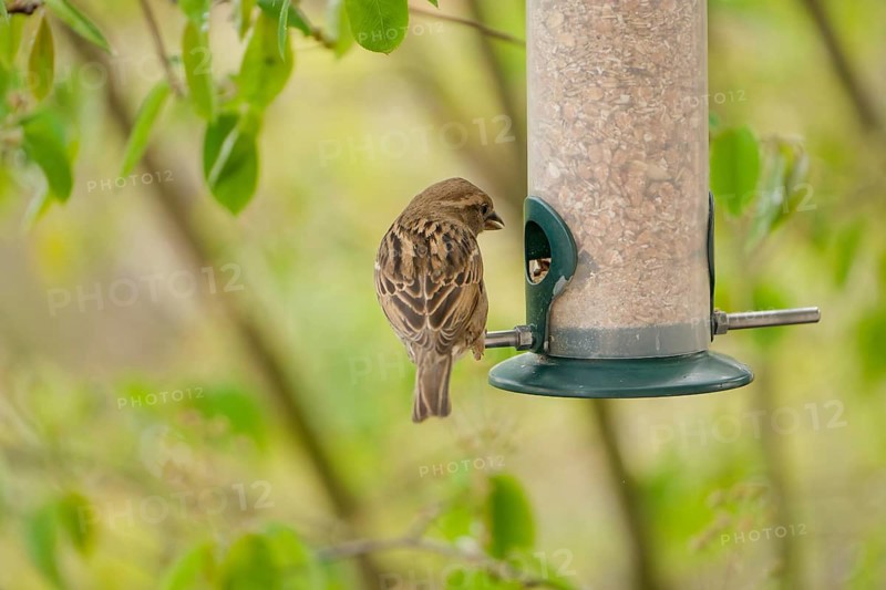 Sparrow eating seeds from a feeder. seasonal bird feeding. Bad Salzschlirf, Hessen, Germany, Europe