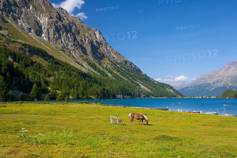 Lake Sils. It is a lake in the Upper Engadine valley, Grisons, Switzerland, Europe