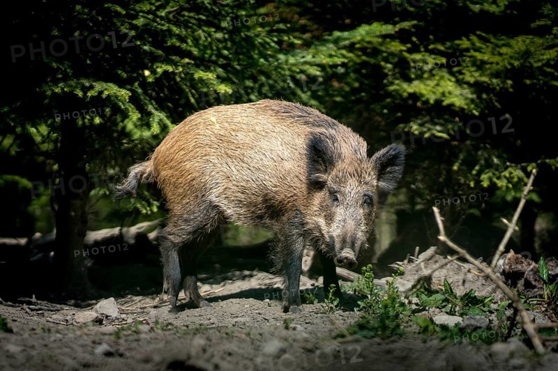 A lone wild boar moves relaxed through the forest