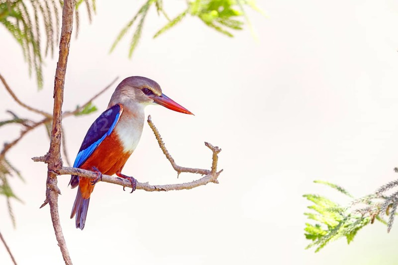 Grey-headed kingfisher, kingfisher, perch, foraging, biotope, habitat, animals, birds, kingfishers, (Halcyon leucocephala), distribution area, African continent Salalah, Ayn Razat, Dhofar, Oman, Asia