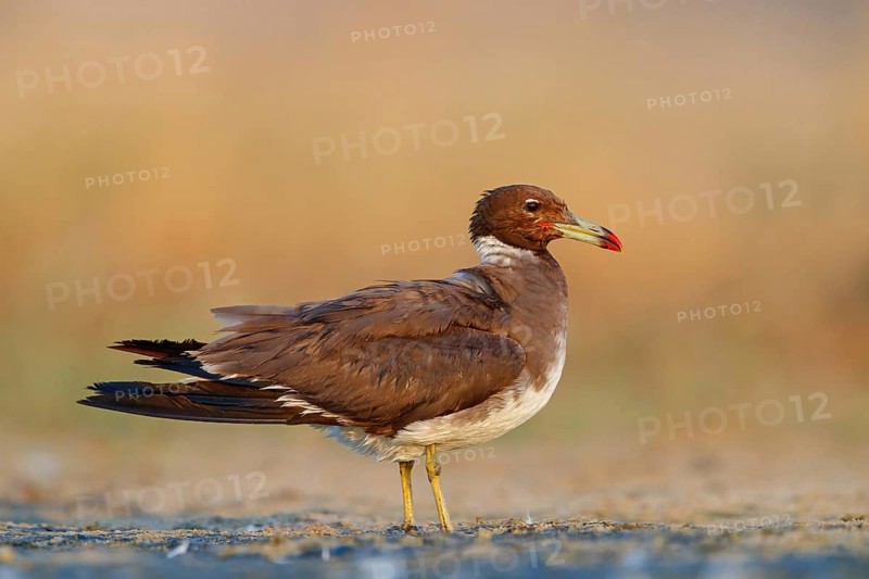 Hemprich's Gull, (Ichthyaetus hemprichii), (Larus hemprichii), Fish Eagle Gull Salalah, Raysut, Dhofar, Oman, Asia