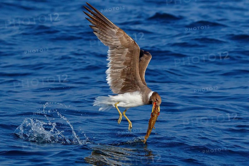 Hemprich's Gull, (Ichthyaetus hemprichii), (Larus hemprichii), Fish Eagle Gull Salalah, Off Mirbat, Dhofar, Oman, Asia