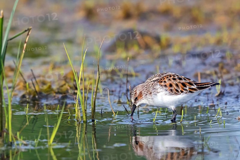 Animals, Birds, Little Sandpiper, (Calidris minuta), Biotope, Habitat, Foraging, Migratory bird, Limicoles Lesvos, Greece, Europe