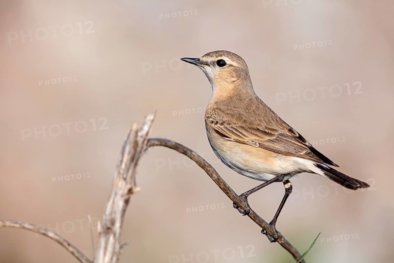 Isabelline Wheatear, (Oenanthe isabellina), biotope, habitat, foraging, animals, birds, songbird, flycatcher family Salalah, Al Mughsyal, Muscat, Oman, Asia
