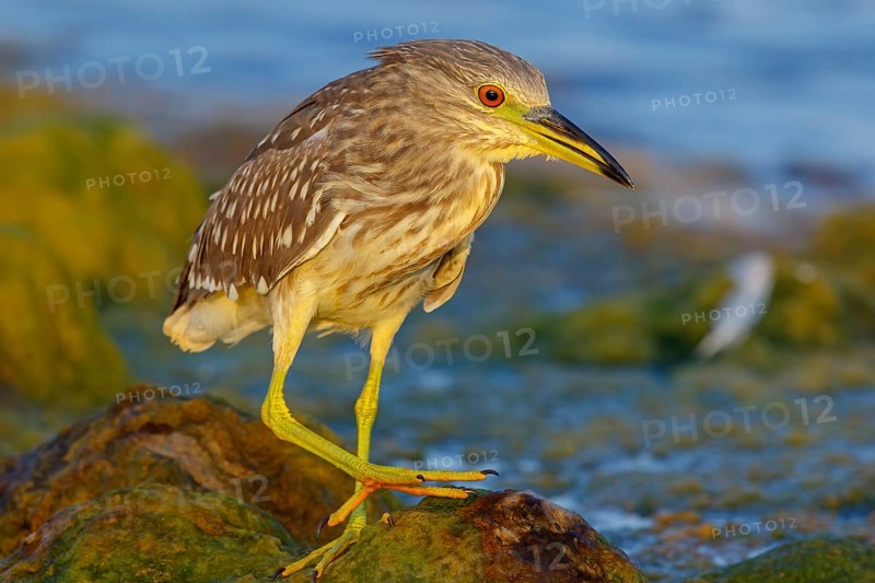 Black-crowned Night Heron, Night Heron, Black-crowned Night-Heron, Nycticorax nycticorax, Bihoreau gris, Héron bihoreau, Martinete Común Muscat, Quarayyat, Muscat, Oman, Asia