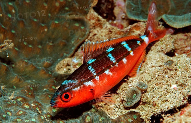 Neon Fusilier, Pterocaesio tile, Bali, Indian Ocean, Indonesia, Asia