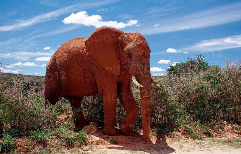 African elephant, Loxodonta africana, South Africa, Addo Elephant National Park, Africa
