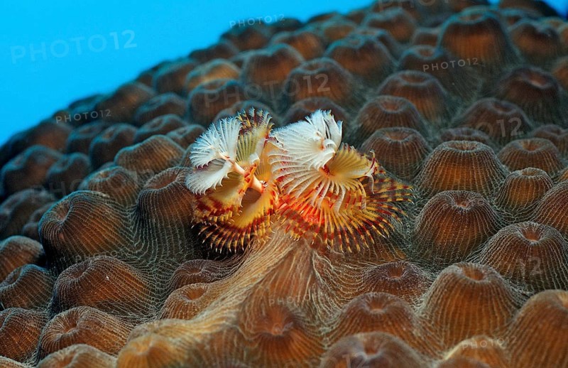 Spiral tube worm, Spirobranchus giganteus, Netherlands Antilles, Bonaire, Caribbean, Caribbean Sea