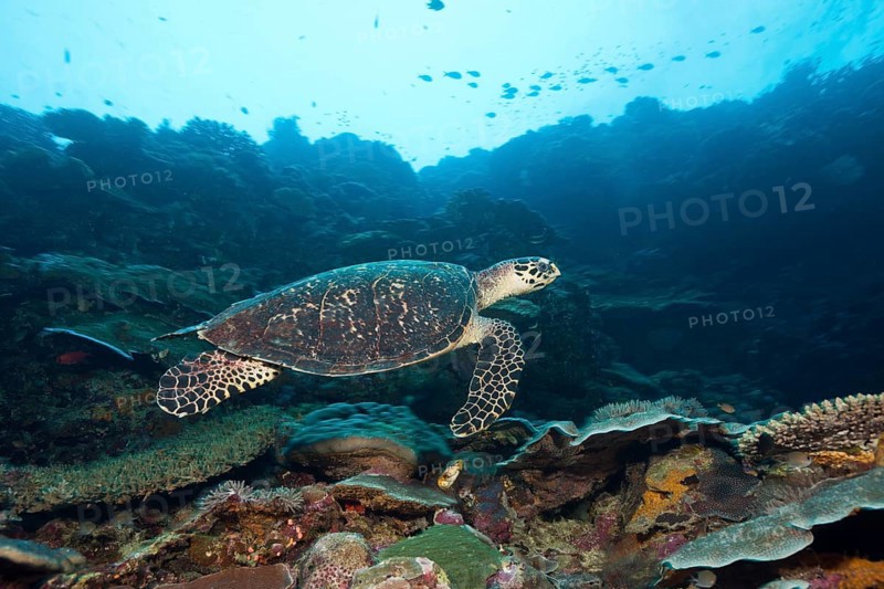 Hawksbill sea turtle, Eretmochelys imbricata, Marovo Lagoon, Solomon Islands, Oceania