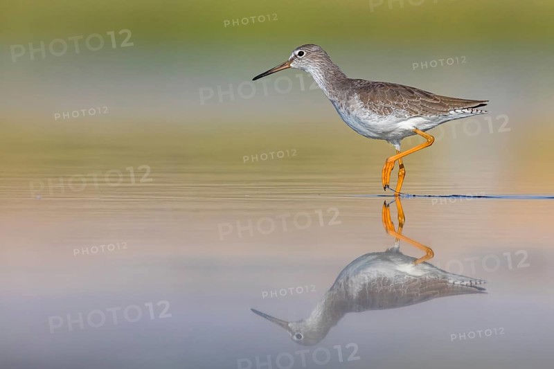 Redshank, (Tringa totanus), Animals, Birds, Snipe family, Raysut, Salalah, Sohar, Oman, Asia
