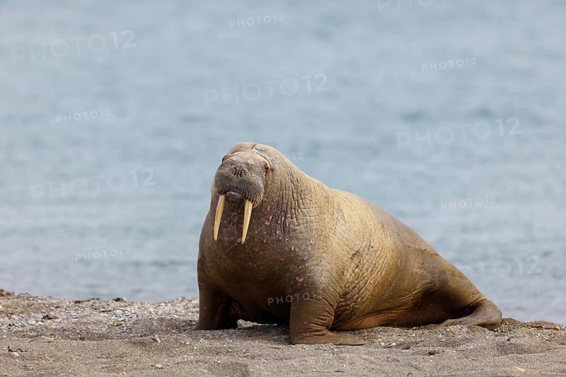Walrus, (Odobenus rosmarus), (Trichechus rosmarus), animals, mammals, Spitsbergen, Longyearbyen, Svalbard Spitsbergen, Norway, Europe