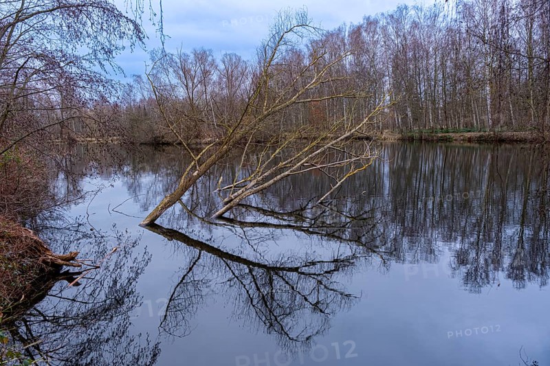 Tilted trees in the Denstorf ponds are reflected in the water surface, Vechelde, Lower Saxony, Germany, Europe