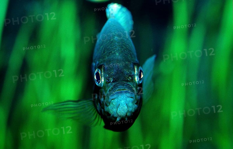 Sunfish, Lepomis gibbosus, North America, America, USA, Florida, North America