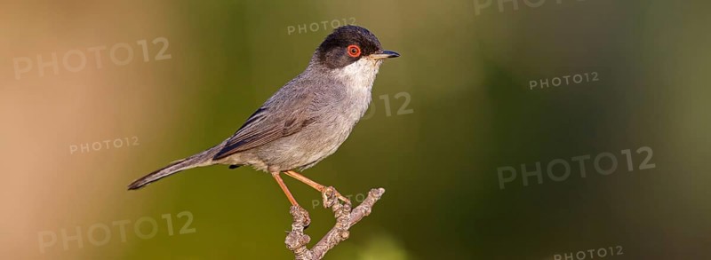 Velvet-headed warbler, (Sylvia melanocephala), warbler family, biotope, habitat, perch, foraging, Lesbos Island, Lesbos, Greece, Europe