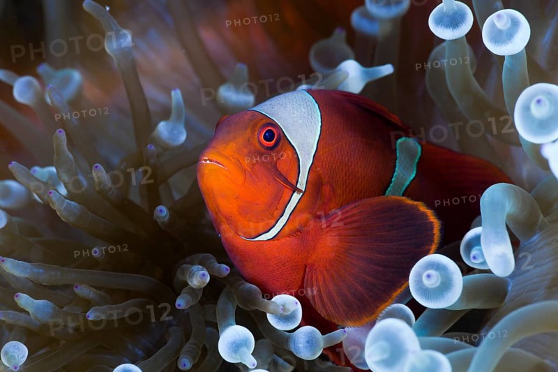 Spiny anemonefish in white bubble anemone, Premnas aculeatus, Entacmaea quadricolor, Cenderawasih Bay, West Papua, Indonesia, Asia