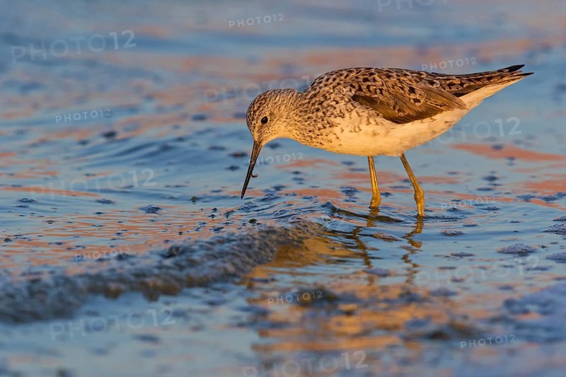 Pond sandpiper, (Tringa stagnatilis), animals, birds, biotope, habitat, foraging, wader, waders, Israel, Asia