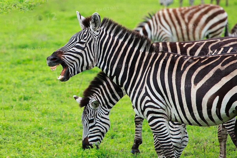 A Plains Zebra shows its teeth, Tanzania, Africa