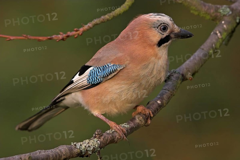 Jay, European Jay, Jay, eurasian jay (Garrulus glandarius), Geai des chênes, Arrendajo Común, Arrendajo, on perch, Ormoz area, Ormoz, Podravska, Slovenia, Europe