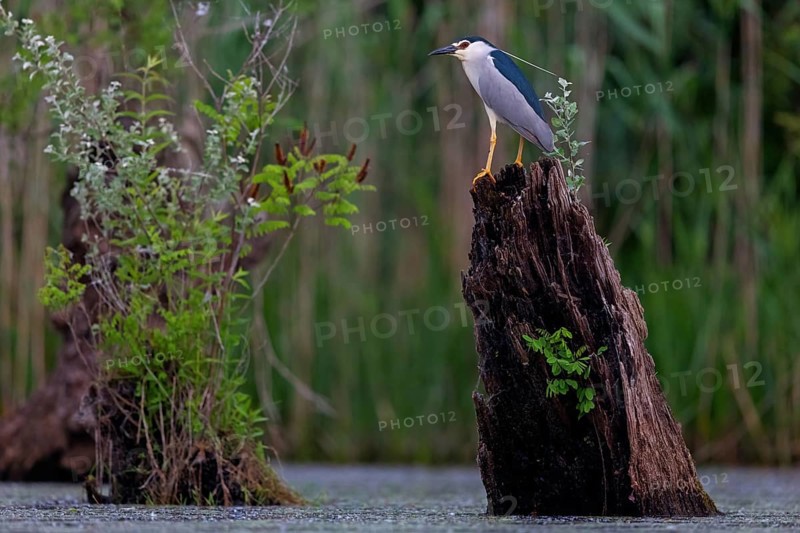 Black-crowned black crowned night heron (Nycticorax nycticorax), Bihoreau gris, HÈron bihoreau, Martinete Com?n, Ayn Razat, Salalah, Dhofar, Oman, Asia