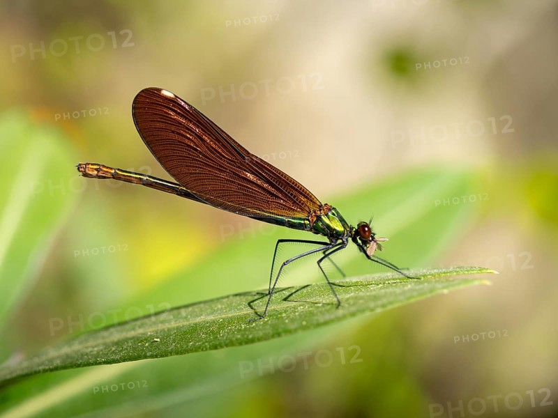 Dragonfly, Dragonfly, Dragonfly, Greece, Lesbos Island, (Crocothemis erythraea), Lesbos, Lesbos Island, Greece, Europe